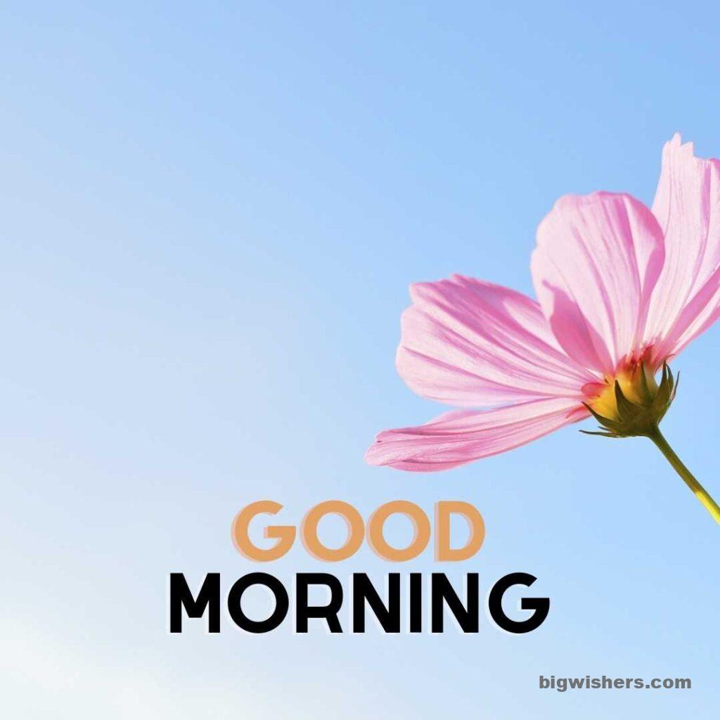 Nice pink flower with blue sky good morning message