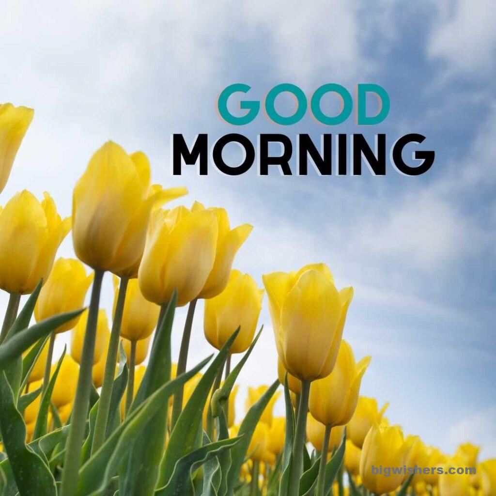 Yellow flower with good morning message