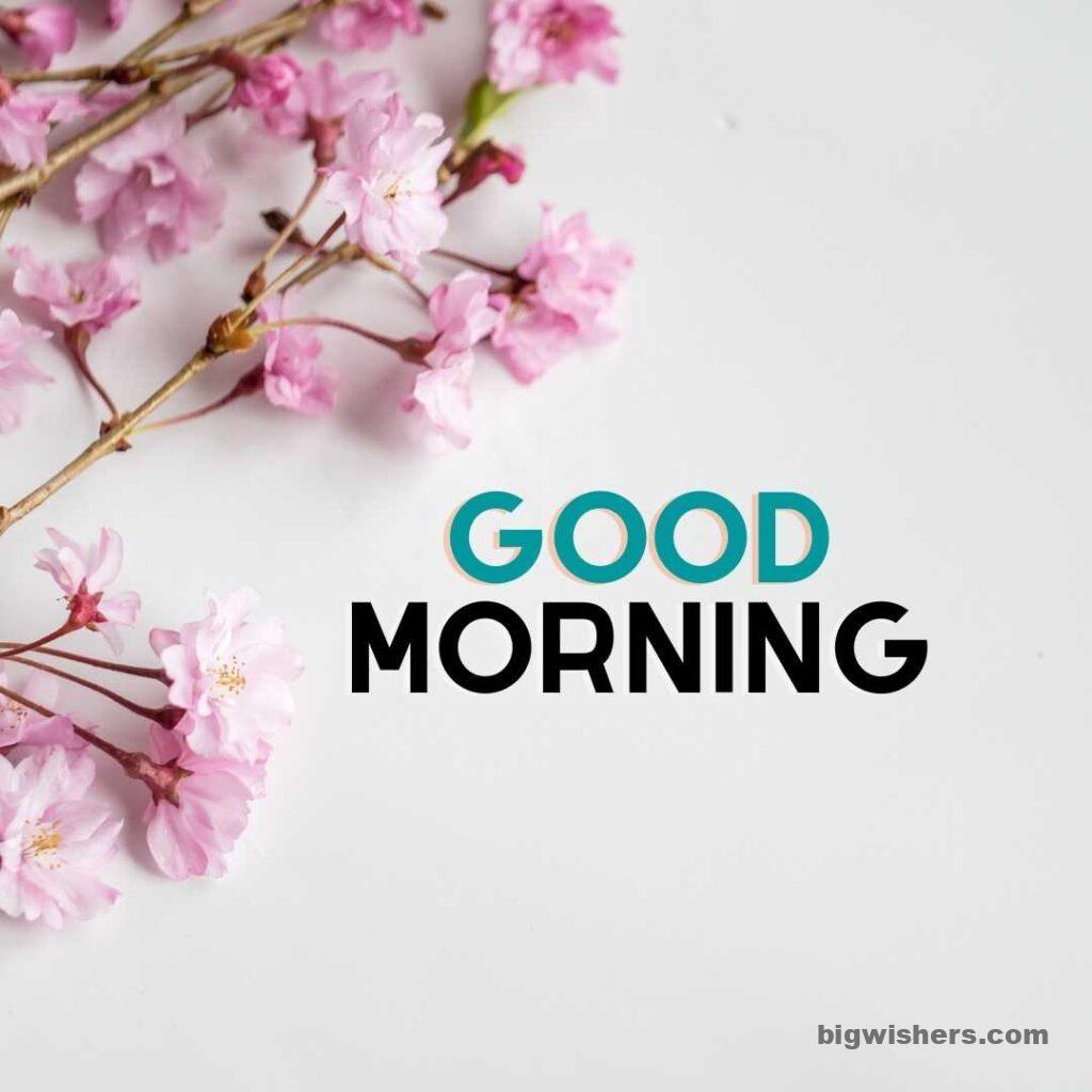 Nice flower with good morning message