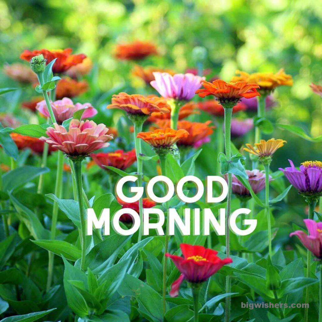 Beutiful flower with green leaves good morning message