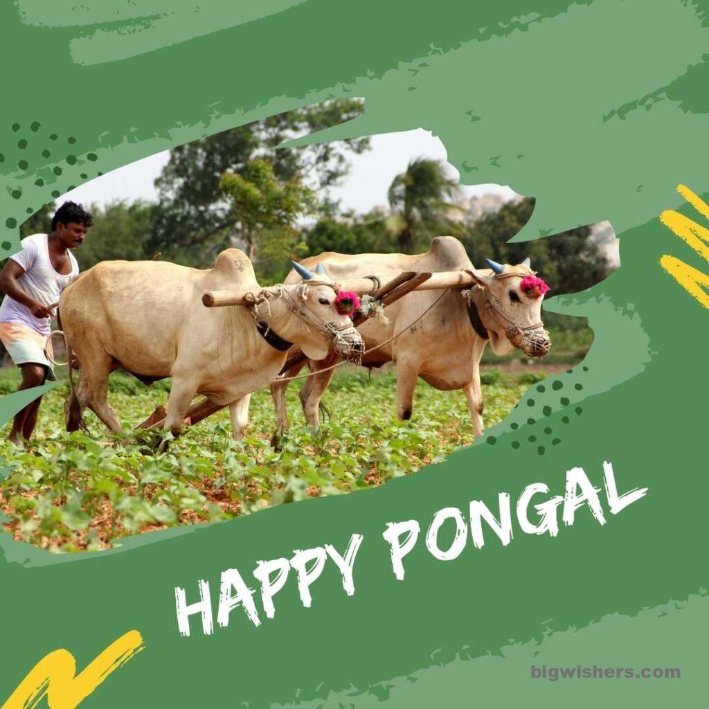 Cultivation with written happy pongal