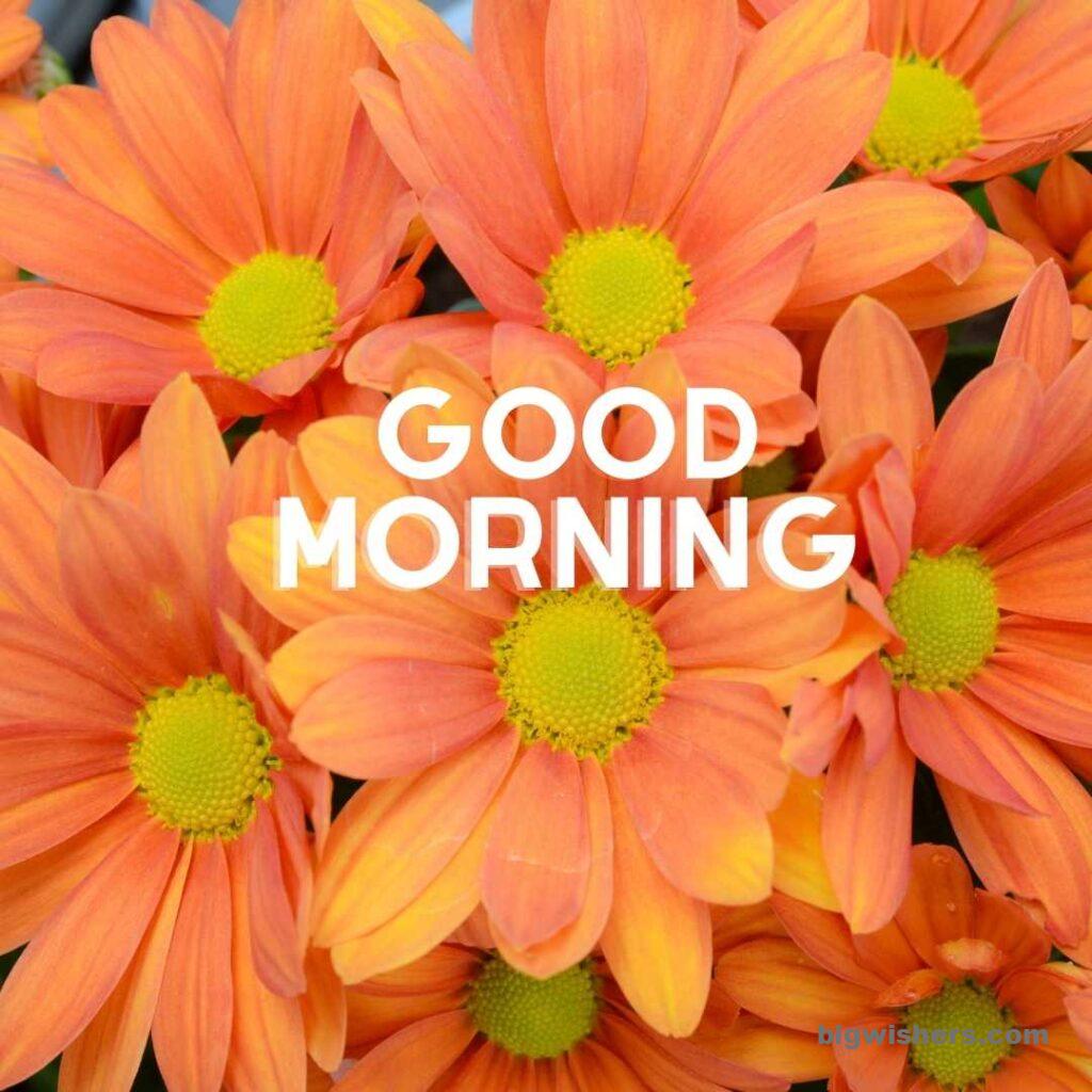 Beautiful flower with good morning message