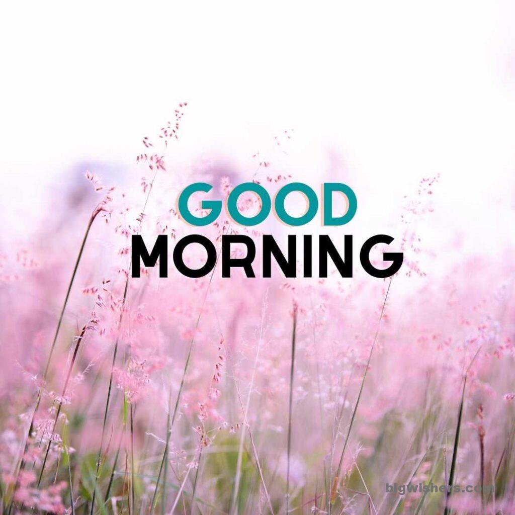 Pink flowers with good morning message