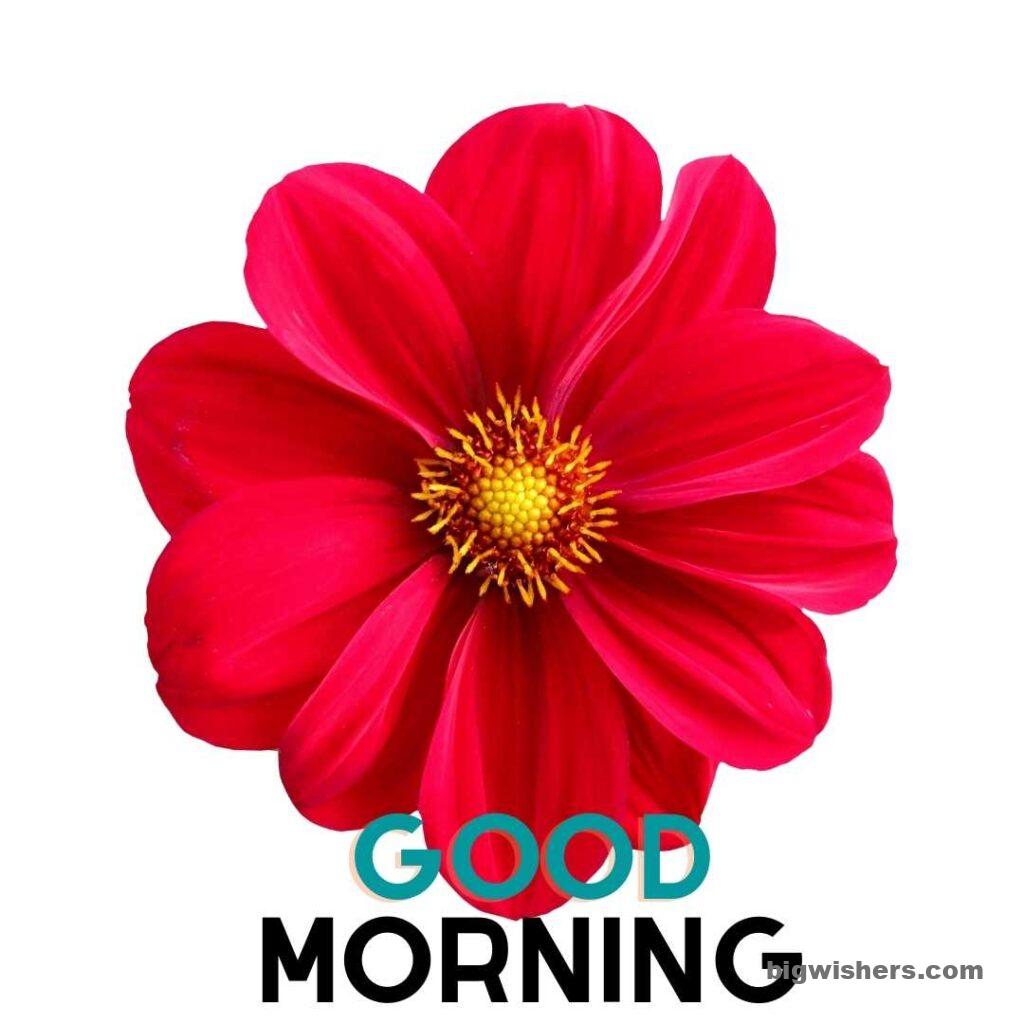 Red flower with good morning message