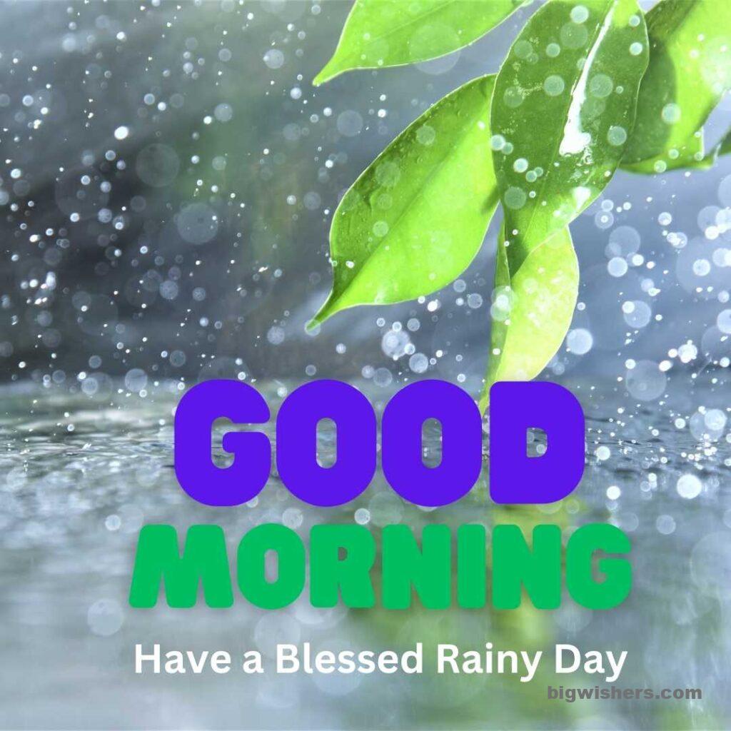 Rainfall good morning on beautiful leafs have a blessed rainy day